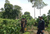 13 Ribu Ha Hutan Lindung di Benteng Dirambah, KPHL Minta Bantuan Penegak Hukum 