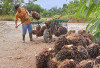 Produksi Berkurang, Harga Sawit  di Mukomuko Turun, Ini Penyebabnya 