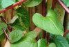 Benarkah Daun Binahong Bisa Menjaga Vitalitas Pria? Ini Faktanya